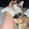 Sadie Marie Falgout joined the competition — help win amazing prizes! animal, calico, cat, closed_eyes, couch, cuddling, ears, flash_photography, fluffy, fur, human_arm, indoors, kitten, paws, pet, pink_nose, portrait, relaxed, sleeping, whiskers