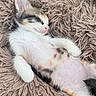 Sadie Marie Falgout is registered to the contest to win money with this photo: belly, blanket, calico, cat, cozy, cute, ears, fluffy, fur, indoor, kitten, lying_down, pet, pink_nose, pink_paws, portrait, relaxed, sleeping, soft, whiskers