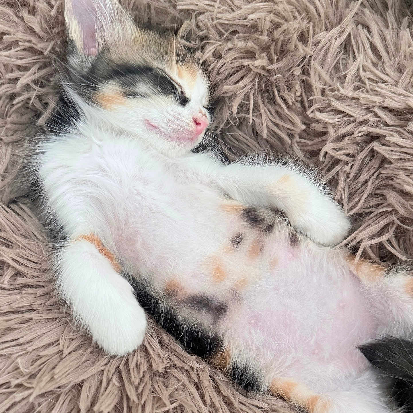 Sadie Marie Falgout is registered to the contest to win money with this photo: belly, blanket, calico, cat, cozy, cute, ears, fluffy, fur, indoor, kitten, lying_down, pet, pink_nose, pink_paws, portrait, relaxed, sleeping, soft, whiskers