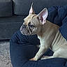 Nala is registered to the contest to win money with this photo: animal, bed, brown_dog, canine, comfort, cute, dog, dog_bed, domestic_animal, ears, french_bulldog, furniture, indoor, looking_away, pet, resting, short_hair, side_view, sofa, wrinkles