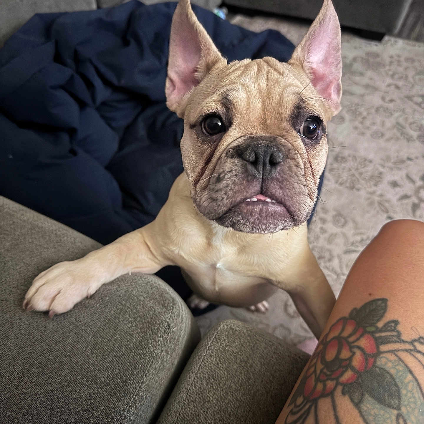 Nala joined the competition — help win amazing prizes! animal, blanket, brown, close_up, couch, cozy, curious, dog, ear, french_bulldog, fur, home, indoor, leg, looking, paw, pet, puppy, rug, tattoo