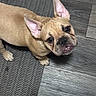 Nala joined the competition — help win amazing prizes! animal, canine, companion, curious, cute, dog, domestic, ears, expression, floor, french_bulldog, indoor, looking_up, pet, portrait, rug, small_dog, tan, texture, wood_floor
