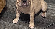 Nala is registered to the contest to win money with this photo: animal, brown, cable, canine, cute, dog, domestic_animal, ear, expression, floor, french_bulldog, indoor, looking, pet, puppy, short_hair, sitting, snout, wood_floor, young