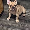 animal, brown, cable, canine, cute, dog, domestic_animal, ear, expression, floor, french_bulldog, indoor, looking, pet, puppy, short_hair, sitting, snout, wood_floor, young