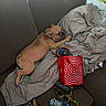 blanket, brown, collar, couch, dog, fur, gray, home, indoor, leisure, nap, pet, plant, red_bag, relaxing, sleeping, stuffed_toy, target_logo, toy_car, window