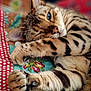 Simba participe au concours pour gagner de l'argent avec cette photo : animal, blue_eyes, cat, close_up, colorful, cozy, cute, flower_pattern, fur, indoor, paw, pet, quilt, relaxed, resting, sleepy, soft, striped, tabby, whiskers