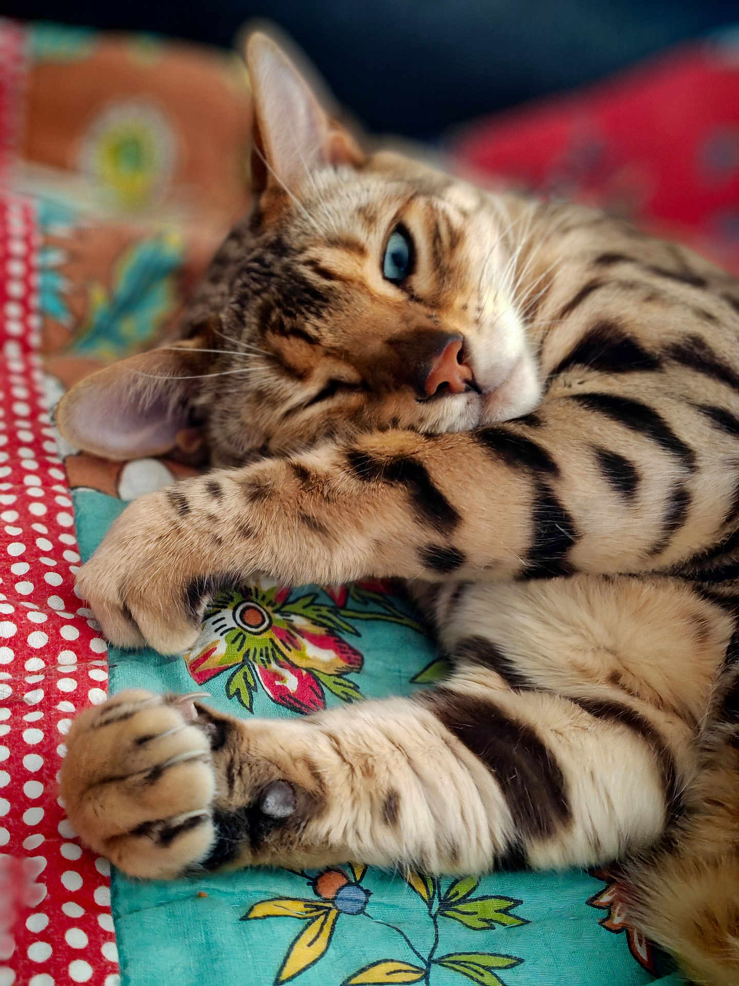 Simba