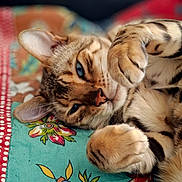 Simba participe au concours pour gagner de l'argent avec cette photo : blue_eyes, cat, close_up, cozy, cute, domestic_cat, feline, floral_blanket, indoor, lying_down, paws, pet, playful, relaxed, resting, sleepy, soft_fur, striped_fur, tabby, whiskers