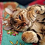 blue_eyes, cat, close_up, cozy, cute, domestic_cat, feline, floral_blanket, indoor, lying_down, paws, pet, playful, relaxed, resting, sleepy, soft_fur, striped_fur, tabby, whiskers