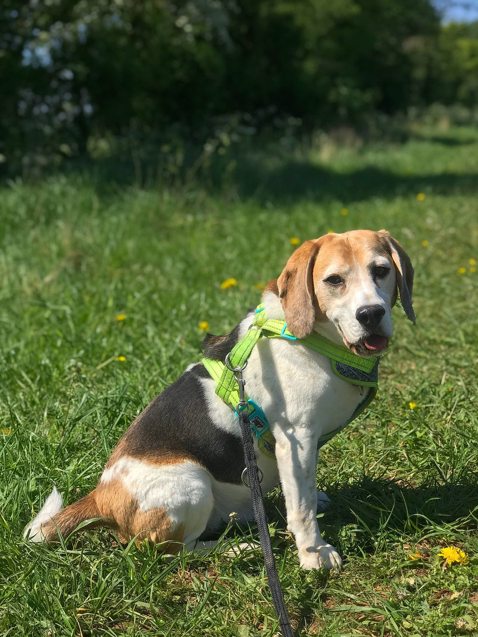 Copper joined the competition — help win amazing prizes! beagle, beagle_harrier, beaglier, canidae, carnivore, collar, companion_dog, dog, dog_breed, dog_collar, dog_supply, fawn, grass_family, hound, meadow, scent_hound, snout, sporting_group, tail, working_animal