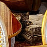 Milo a rejoint le concours — aidez-le/la à gagner de superbes lots ! animal, carpet, cat, cozy, curious, cushions, domestic, floor, furniture, home_decor, indoor, leather_sofa, living_room, looking, patterned, pet, relaxed, stacked, tabby, wooden_table