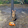 alert, animal, cat, curious, daylight, flowers, garden, greenery, nature, orange_toy, outdoor, pet, plants, playful, plush_toy, sitting, stone_patio, stone_wall, tabby_cat, toy