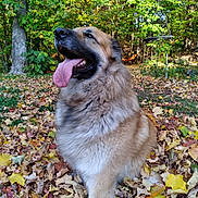 Egg joined the competition — help win amazing prizes! animal, autumn, cute, daylight, dog, fall, fluffy, forest, greenery, happy, leaves, nature, outdoor, pet, seasonal, sitting, smiling, sunlight, tongue_out, trees