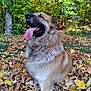animal, autumn, cute, daylight, dog, fall, fluffy, forest, greenery, happy, leaves, nature, outdoor, pet, seasonal, sitting, smiling, sunlight, tongue_out, trees