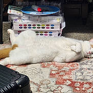 Peeta is registered to the contest to win money with this photo: carpet, cat, closeup, domestic_cat, ears, feline, fluffy, head, indoor, lazy, living_room, naptime, orange_tail, paw, pet, relaxed, rug, sleeping, stretched_out, white_fur