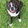 Sissy joined the competition — help win amazing prizes! dog, boston_terrier, pet, animal, black_and_white, grass, lawn, outdoor, portrait, close_up, happy, smiling, open_mouth, expressive_eyes, floppy_ears, short_coat, white_chest, white_paws, standing, companion