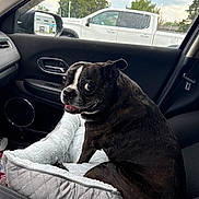 Sissy is registered to the contest to win money with this photo: dog, black_and_white_dog, brindle, pet, animal, sitting, car, vehicle, car_interior, passenger_seat, pet_bed, cushion, wide_eyes, open_mouth, tongue, short_hair, outdoor_view, pickup_truck, trees, portrait