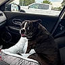 dog, black_and_white_dog, brindle, pet, animal, sitting, car, vehicle, car_interior, passenger_seat, pet_bed, cushion, wide_eyes, open_mouth, tongue, short_hair, outdoor_view, pickup_truck, trees, portrait