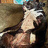 Sissy is registered to the contest to win money with this photo: dog, black_and_white_dog, sleeping, lying_down, upside_down, belly_up, paws, floppy_ears, collar, couch, sofa, cushion, indoor, home, living_room, relaxed, sleepy, funny_pose, pet, portrait