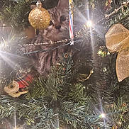 Willow joined the competition — help win amazing prizes! beads, candy_cane, cat, christmas_tree, curiosity, festive, gold_bauble, greenery, holiday_decor, indoor, kitten, lights, ornament, peekaboo, pet, pine_needles, red_bauble, ribbon, sparkle, tinsel