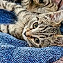 Willow is registered to the contest to win money with this photo: blanket, cat, close_up, cozy, cute, eyes, fabric, fur, human_arm, indoor, kitten, paw, pet, portrait, resting, soft, stripes, tabby, towel, whiskers