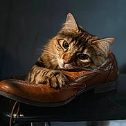 Sonic is registered to the contest to win money with this photo: animal, brown, cat, closeup, cozy, curious, cute, detailed, furry, indoor, leather_shoe, paw, pet, portrait, resting, shoe, soft_light, tabby_cat, texture, whiskers
