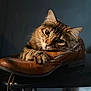 animal, brown, cat, closeup, cozy, curious, cute, detailed, furry, indoor, leather_shoe, paw, pet, portrait, resting, shoe, soft_light, tabby_cat, texture, whiskers