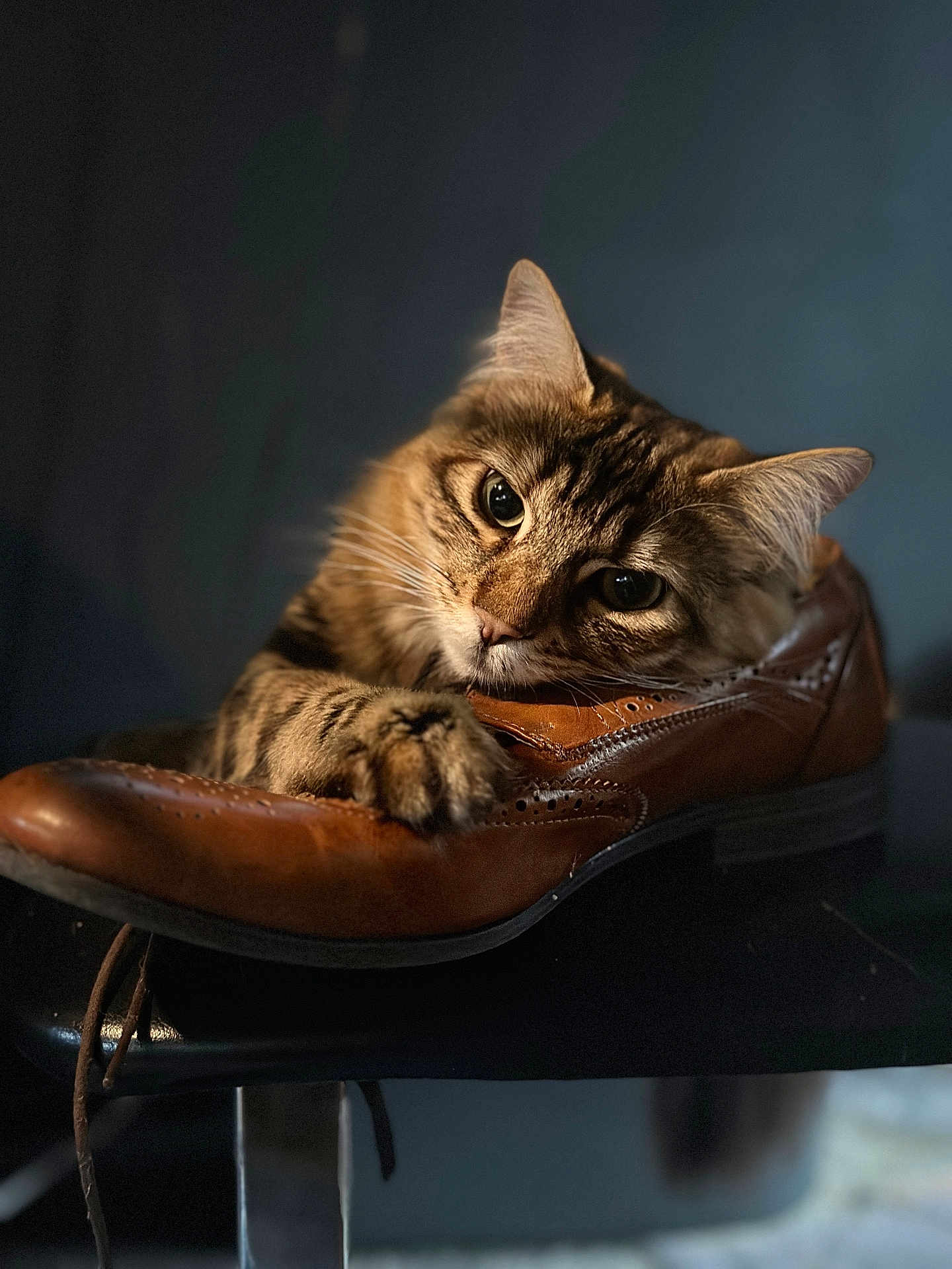 Sonic is registered to the contest to win money with this photo: animal, brown, cat, closeup, cozy, curious, cute, detailed, furry, indoor, leather_shoe, paw, pet, portrait, resting, shoe, soft_light, tabby_cat, texture, whiskers