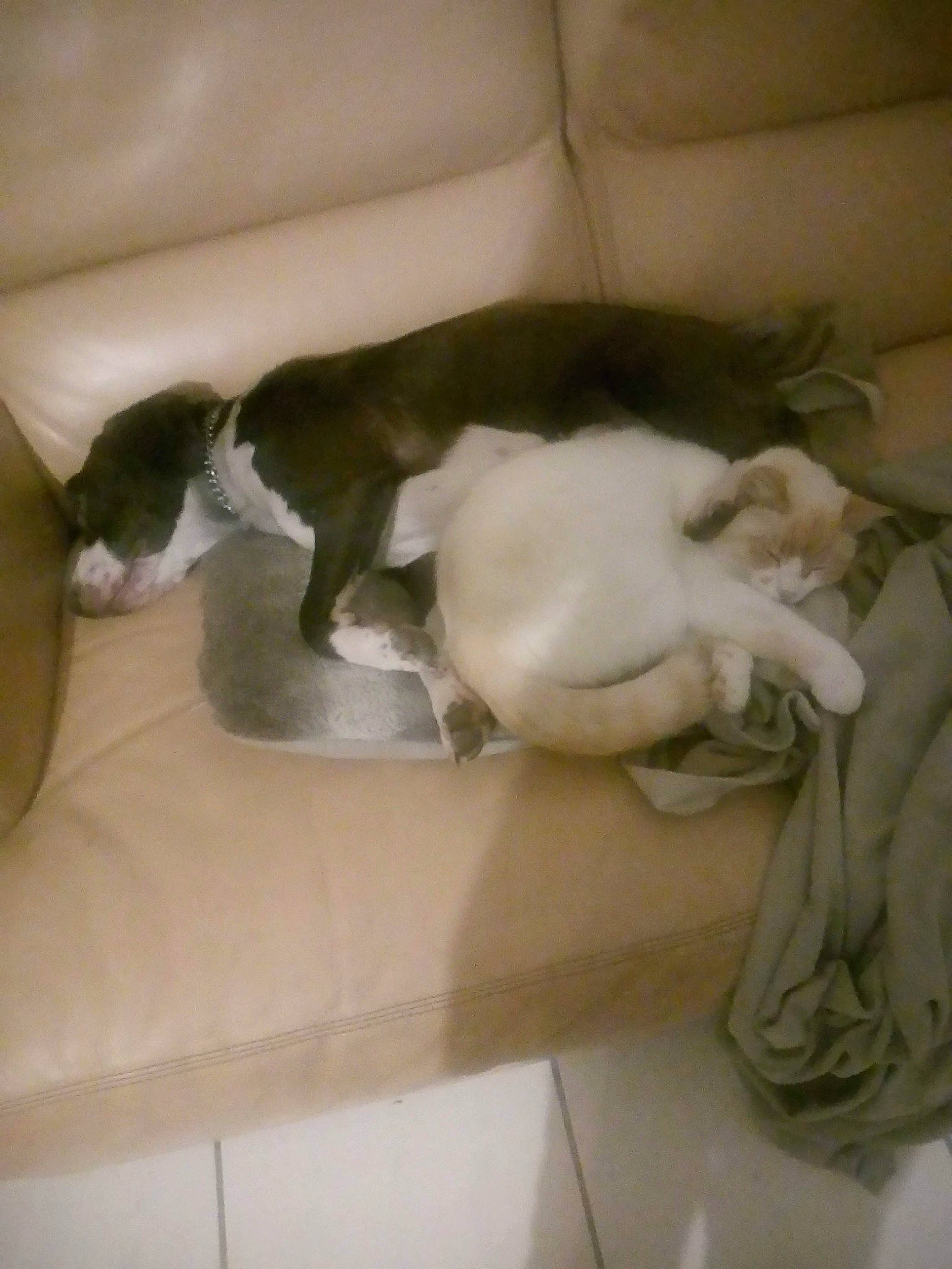 Jaska a rejoint le concours — aidez-le/la à gagner de superbes lots ! art, carnivore, cat, comfort, companion_dog, couch, dog, dog_breed, fawn, felidae, flooring, fur, hardwood, linens, room, sculpture, small_to_medium_sized_cats, tail, whiskers, wood