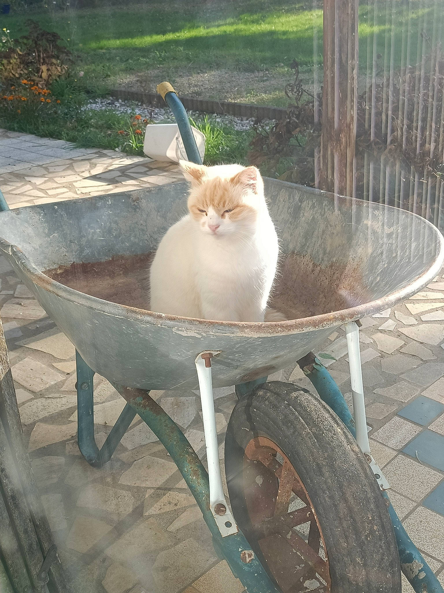 Jaska a rejoint le concours — aidez-le/la à gagner de superbes lots ! automotive_tire, carnivore, cart, cat, chair, fawn, felidae, grass, leisure, mammal, outdoor_furniture, plant, small_to_medium_sized_cats, tail, tire, tree, wheel, wheelbarrow, whiskers, wood