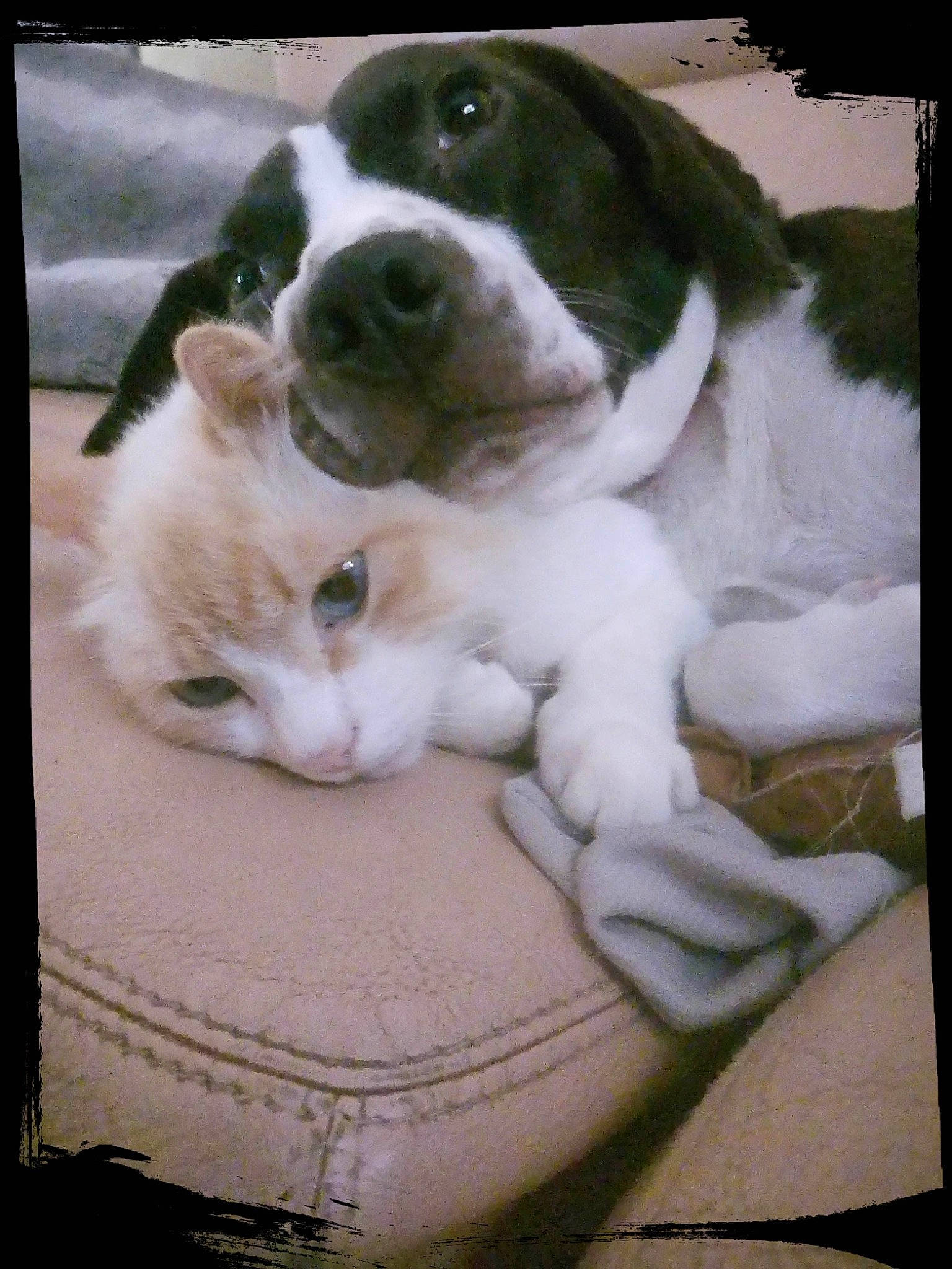 Jaska a rejoint le concours — aidez-le/la à gagner de superbes lots ! art, carnivore, cat, comfort, companion_dog, dog, dog_breed, fawn, felidae, fur, pattern, paw, photo_caption, picture_frame, rectangle, snout, tail, whiskers, window, working_animal