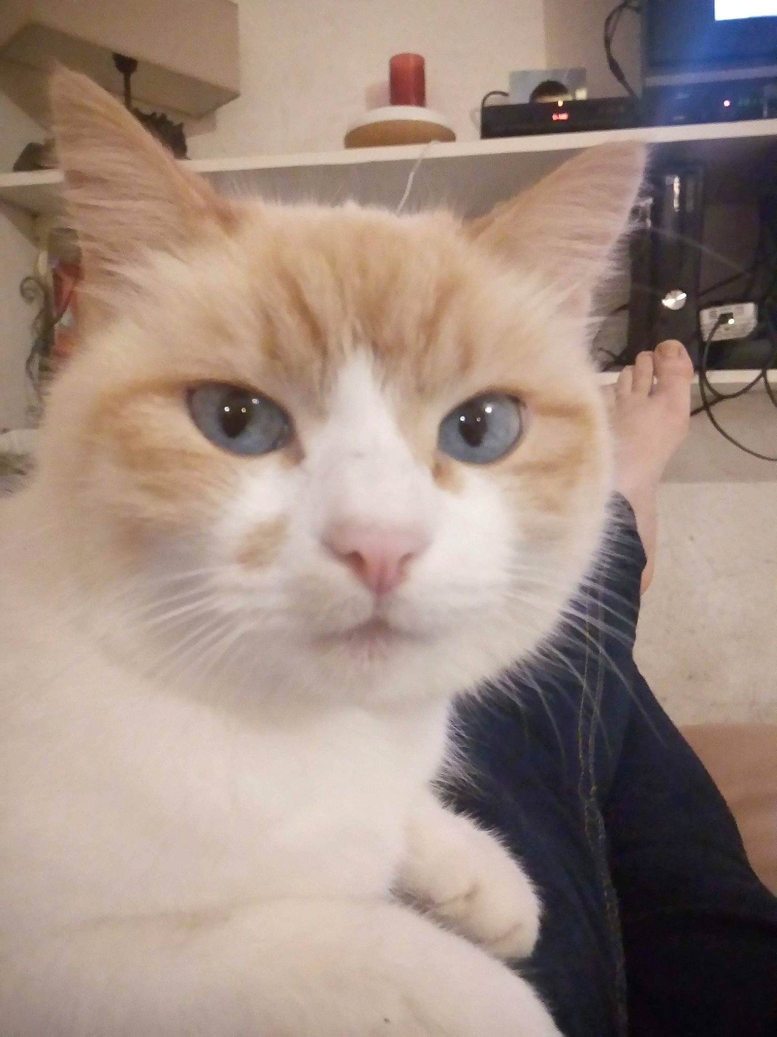 Jaska participe au concours pour gagner de l'argent avec cette photo : box, carnivore, cat, computer_monitor, domestic_short_haired_cat, fawn, felidae, fur, gadget, home_appliance, paw, peripheral, small_to_medium_sized_cats, snout, tail, television, whiskers, window