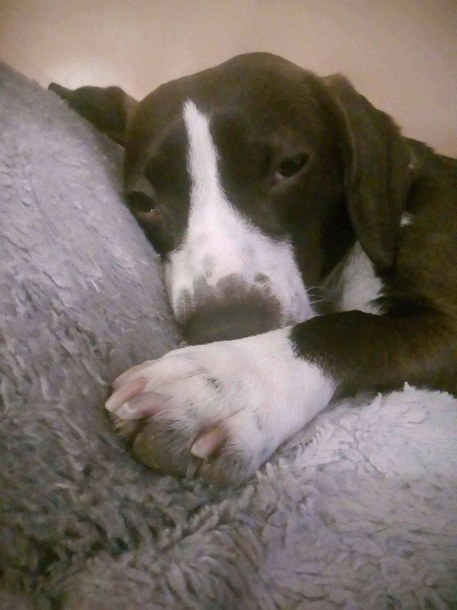 Ninja a rejoint le concours — aidez-le/la à gagner de superbes lots ! bored, canidae, carnivore, comfort, companion_dog, dog, dog_breed, fawn, fur, great_dane, gun_dog, liver, non_sporting_group, snout, sporting_group, terrestrial_animal, whiskers, working_animal