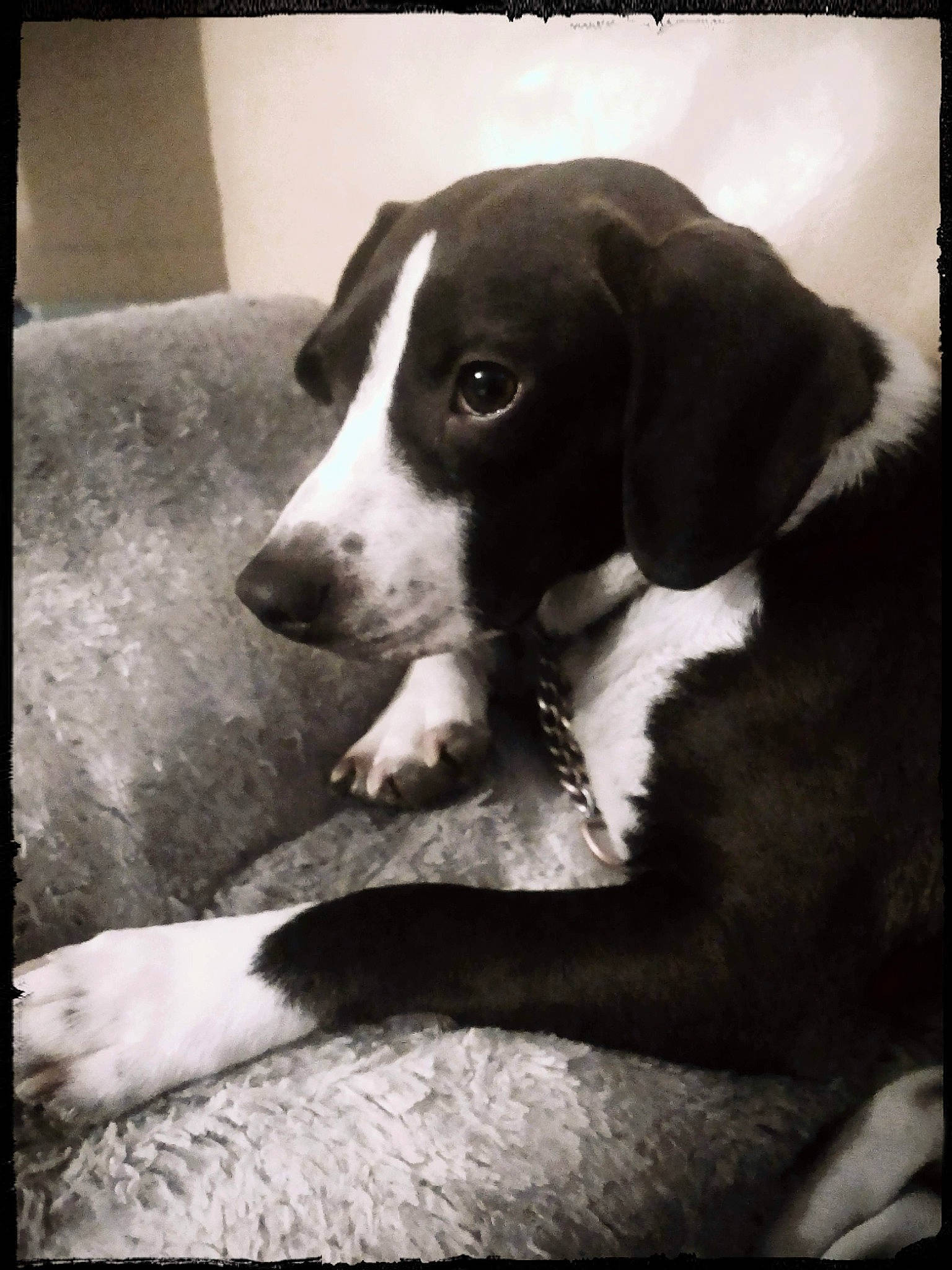 Ninja a rejoint le concours — aidez-le/la à gagner de superbes lots ! beauty, bored, canidae, carnivore, companion_dog, dog, dog_breed, fawn, fur, head, monochrome, monochrome_photography, rectangle, snapshot, snout, sporting_group, style, tints_and_shades, whiskers, working_animal