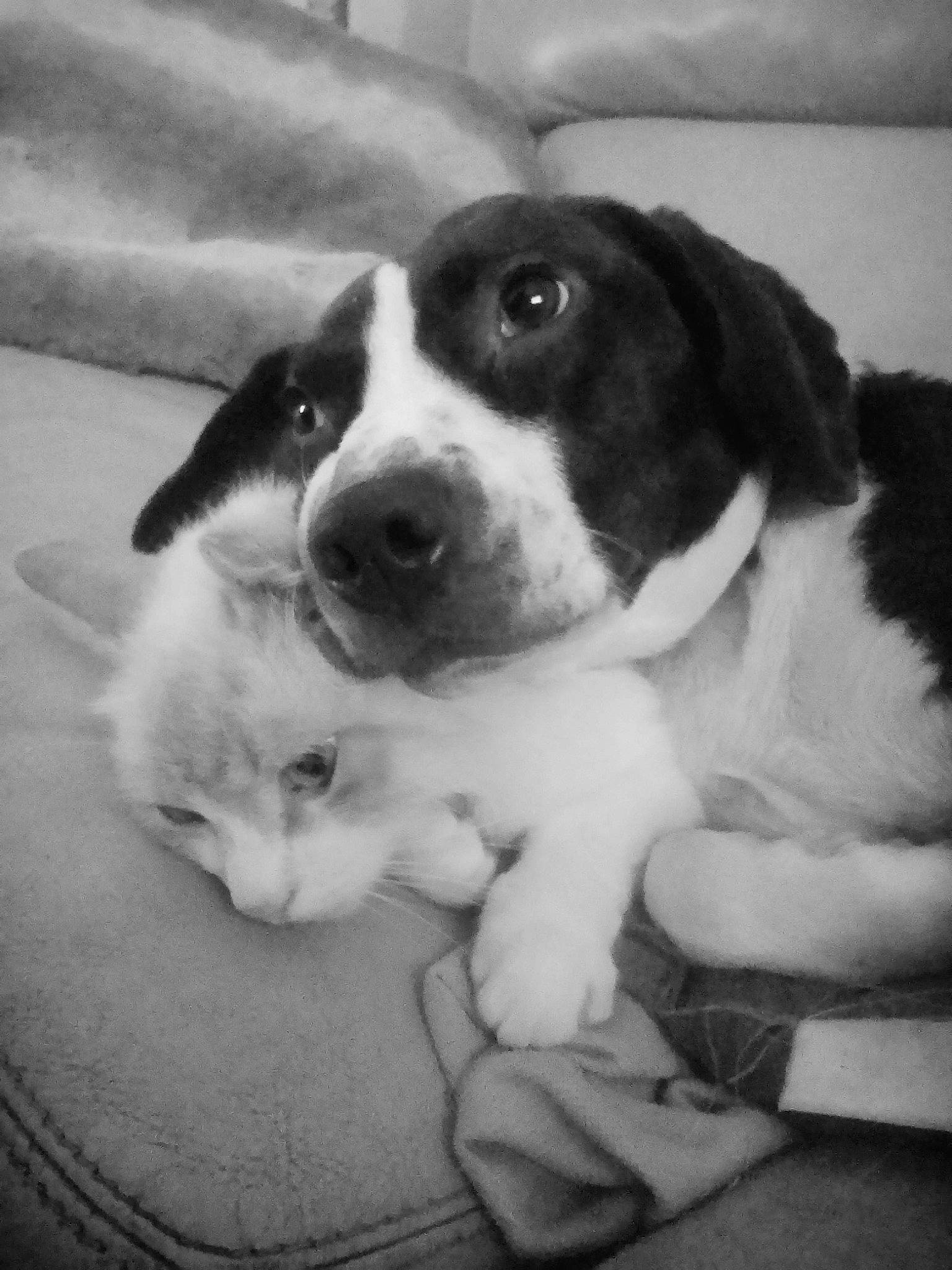 Ninja participe au concours pour gagner de l'argent avec cette photo : black_and_white, canidae, carnivore, companion_dog, dog, dog_breed, fur, head, mammal, monochrome, monochrome_photography, non_sporting_group, paw, puppy, snout, sporting_group, style, whiskers, working_animal