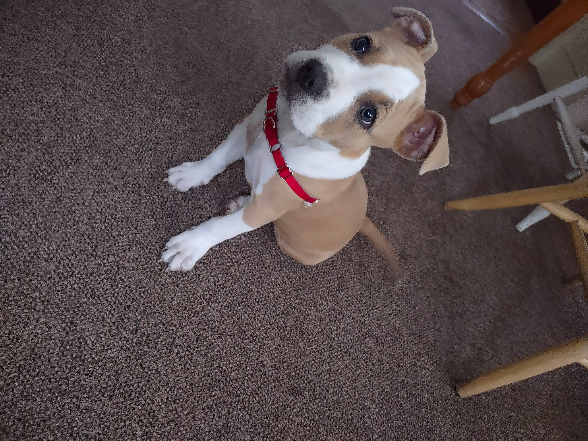 Kloe is registered to the contest to win money with this photo: canidae, carnivore, collar, companion_dog, dog, dog_breed, dog_clothes, dog_collar, dog_supply, fawn, flooring, leash, paw, pet_supply, snout, sporting_group, tail, toy, wood, working_animal