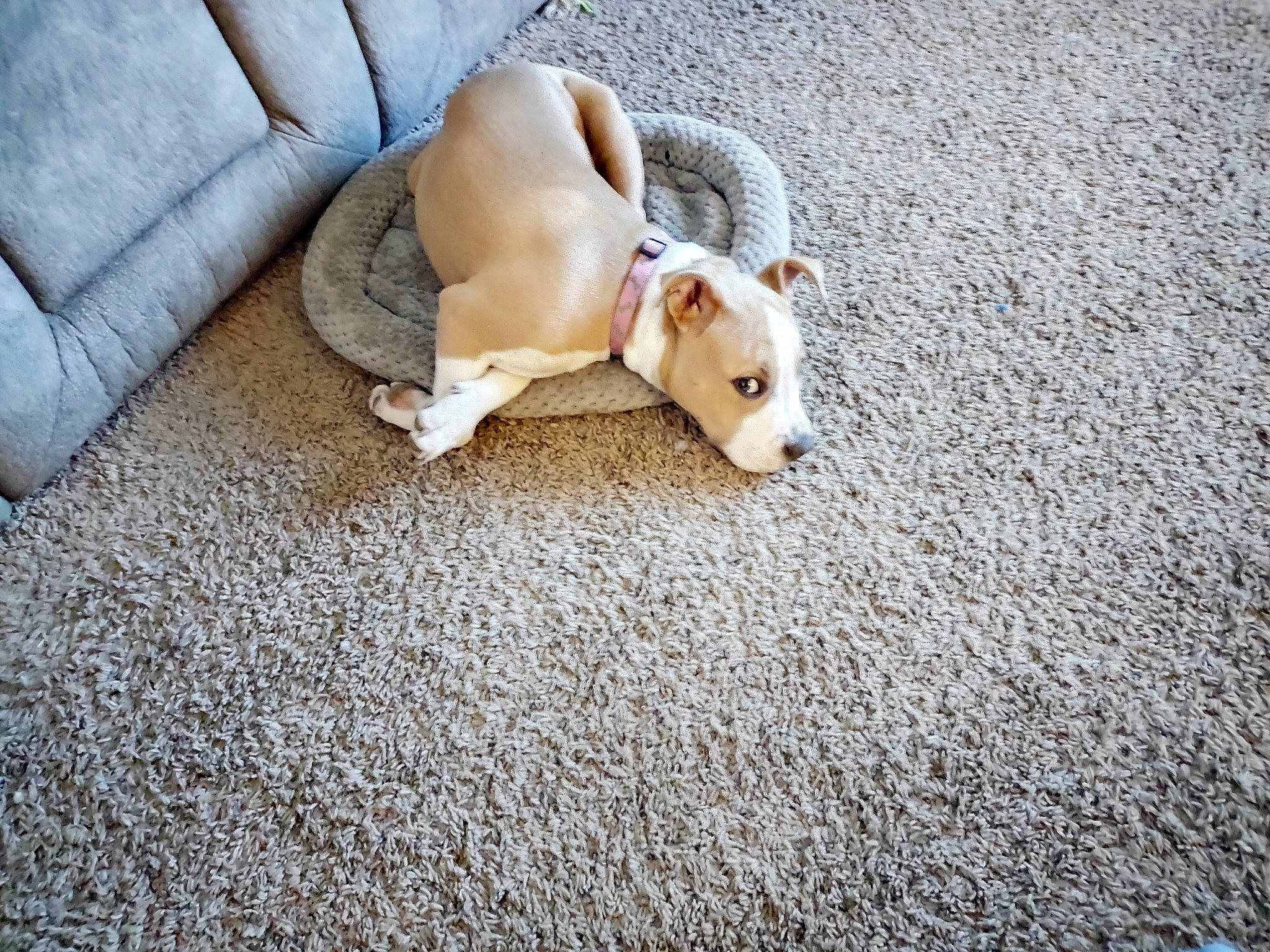 Kloe is registered to the contest to win money with this photo: canidae, carnivore, comfort, companion_dog, couch, dog, dog_breed, dog_clothes, dog_supply, fawn, flooring, fur, paw, road_surface, snout, sporting_group, tail, toy_dog, wood, working_animal