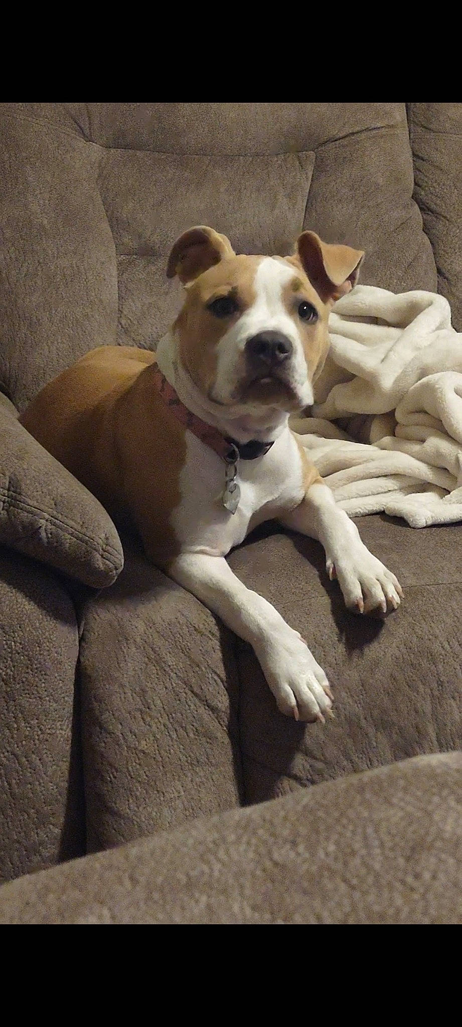 Kloe joined the competition — help win amazing prizes! ancient_dog_breeds, bored, canidae, carnivore, collar, comfort, companion_dog, dog, dog_breed, dog_collar, fawn, non_sporting_group, paw, snout, sporting_group, terrestrial_animal, whiskers, working_animal, working_dog