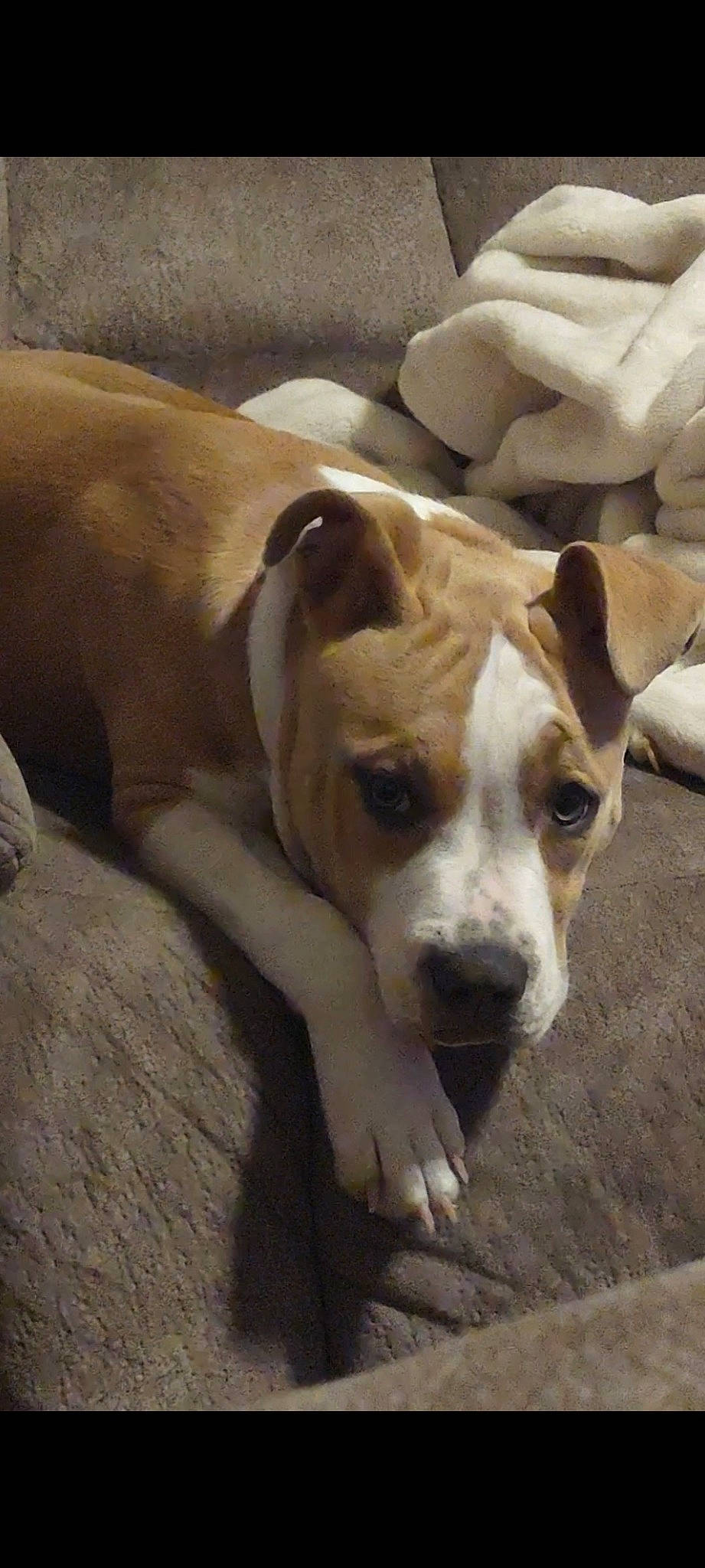 Kloe joined the competition — help win amazing prizes! bored, carnivore, collar, companion_dog, dog, dog_breed, fawn, non_sporting_group, snout, sporting_group, terrestrial_animal, whiskers, working_animal