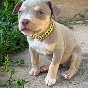 Gianna Versace is registered to the contest to win money with this photo: puppy, dog, pet, collar, gold_chain, cute, outdoor, concrete, plants, grass, young_dog, small, sitting, fur, ears, snout, paws, animal, portrait, daylight