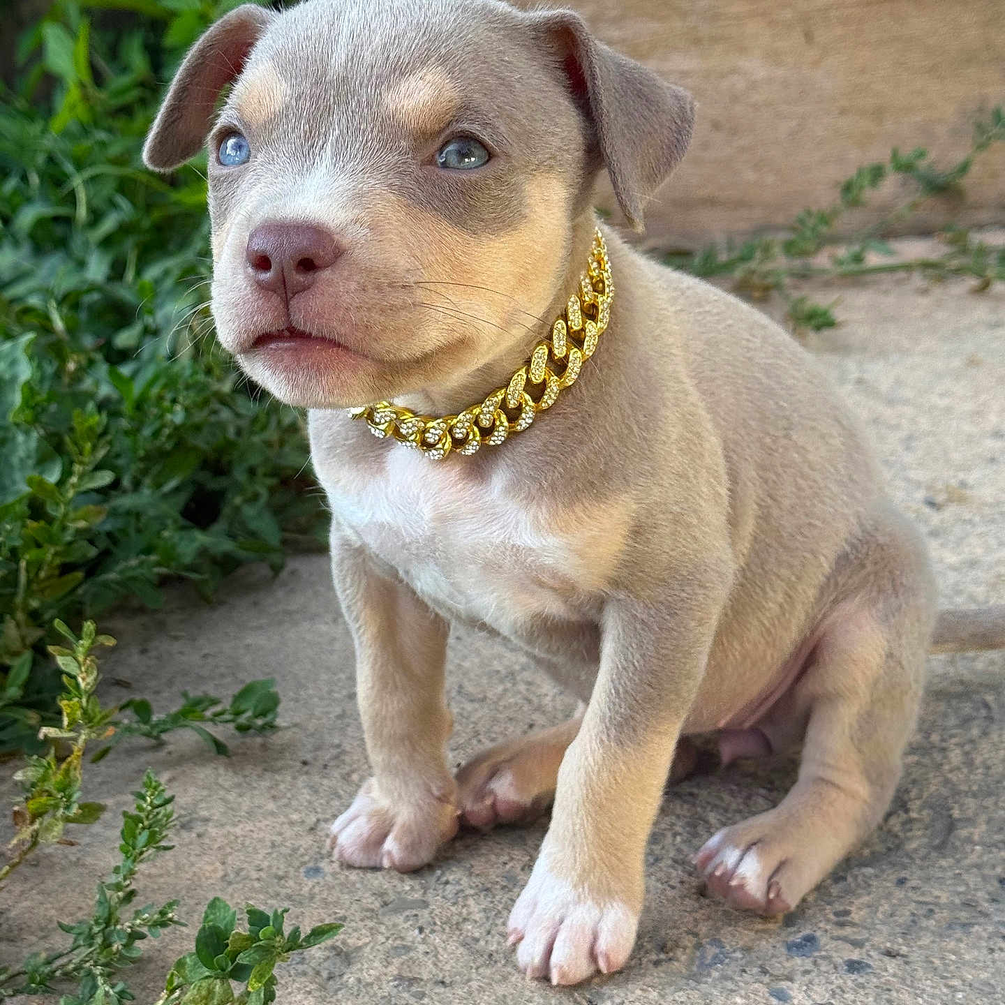 Gianna Versace is registered to the contest to win money with this photo: puppy, dog, pet, collar, gold_chain, cute, outdoor, concrete, plants, grass, young_dog, small, sitting, fur, ears, snout, paws, animal, portrait, daylight