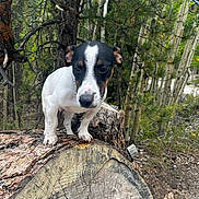 Merlin is registered to the contest to win money with this photo: dog, puppy, canine, animal, portrait, outdoors, forest, woodland, pine_tree, fallen_tree, tree_trunk, nature, wilderness, black_white, tan_markings, short_hair, standing, looking_at_camera, closeup, daylight