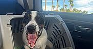 Merlin is registered to the contest to win money with this photo: dog, pet, animal, smiling, happy, open_mouth, teeth, tongue, portrait, pet_carrier, car, vehicle, back_seat, travel, road_trip, palm_trees, blue_sky, outdoor, daylight, photography