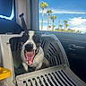 dog, pet, animal, smiling, happy, open_mouth, teeth, tongue, portrait, pet_carrier, car, vehicle, back_seat, travel, road_trip, palm_trees, blue_sky, outdoor, daylight, photography