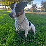 Merlin joined the competition — help win amazing prizes! dog, black_and_white, sitting, grass, outdoors, park, leash, collar, chain_collar, pet, animal, portrait, close_up, alert, short_hair, sunlight, trees, lawn, residential_area, daytime