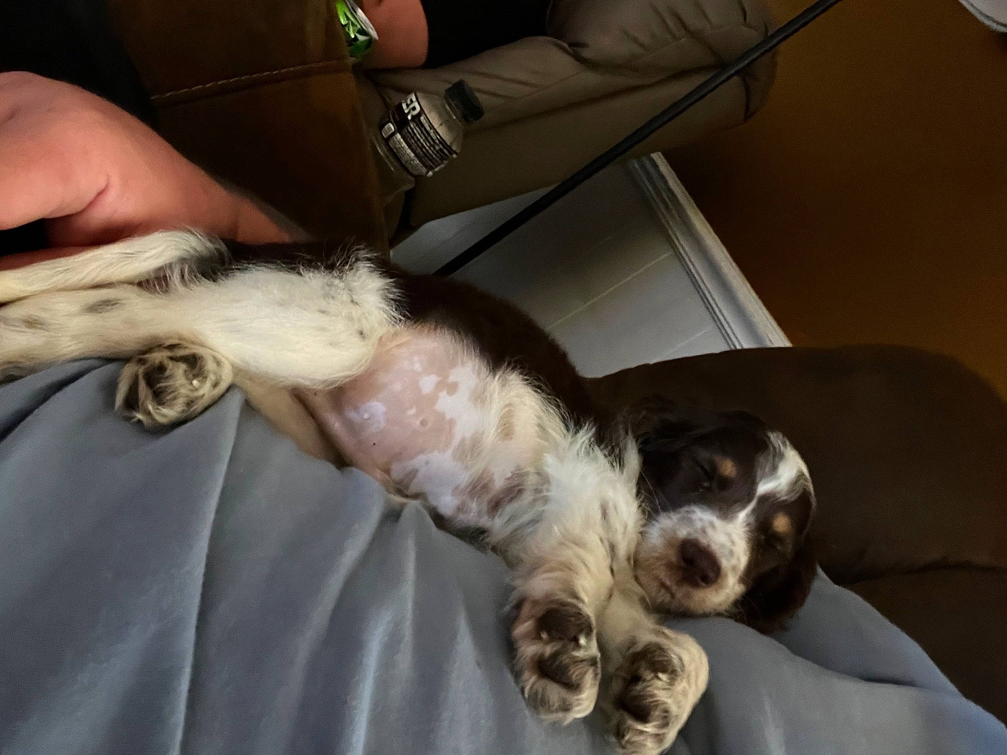 Hardy joined the competition — help win amazing prizes! canidae, car_seat, carnivore, comfort, companion_dog, dog, dog_breed, felidae, fur, human_leg, lap, nail, seat_belt, small_to_medium_sized_cats, snout, spaniel, sporting_group, tail, whiskers, wrist