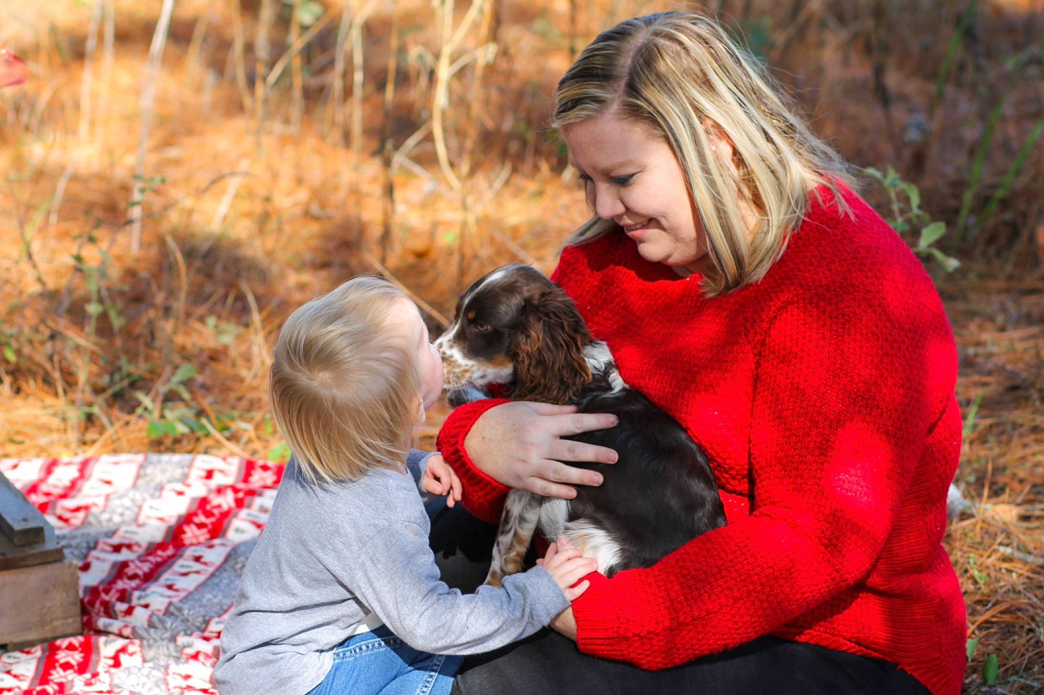 Hardy joined the competition — help win amazing prizes! carnivore, child, companion_dog, dog, dog_breed, fawn, fur, grass, happy, love, mammal, people_in_nature, plaid, plant, sitting, smile, sporting_group, toy, toy_dog, vertebrate