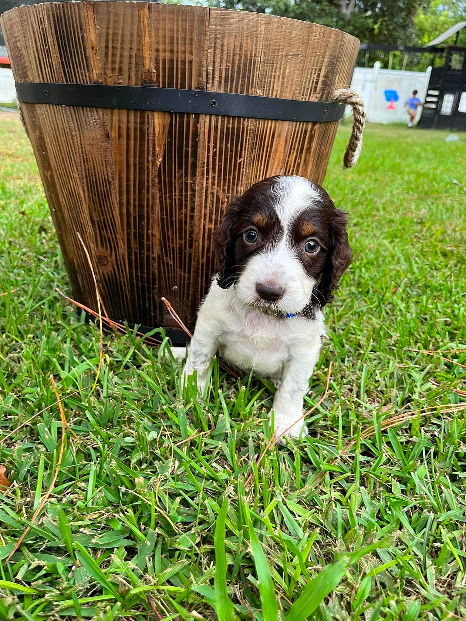 Hardy is registered to the contest to win money with this photo: canidae, carnivore, companion_dog, dog, dog_breed, fawn, grass, grass_family, groundcover, gun_dog, lawn, liver, outdoor_furniture, plant, snout, spaniel, sporting_group, terrestrial_animal, wood, working_animal