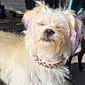 animal, backyard, canine, close_up, collar, daylight, dog, domestic_animal, fluffy, fur, outdoor, pet, pet_accessory, purple_ears, sidewalk, spiked_collar, squinting, sunlight, sunny, white_dog