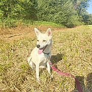 Yumi participe au concours pour gagner de l'argent avec cette photo : animal, blue_sky, canine, collar, daytime, dog, ears_up, field, grass, happy, leash, nature, outdoor, pet, sitting, smiling, summer, sunlight, tongue_out, trees